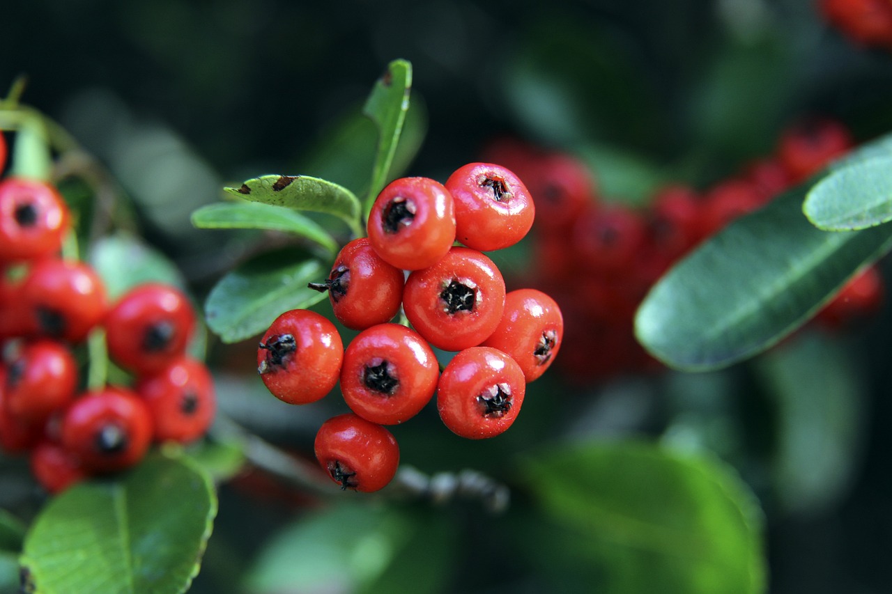 逐渐蚕食公 逐渐蚕食公